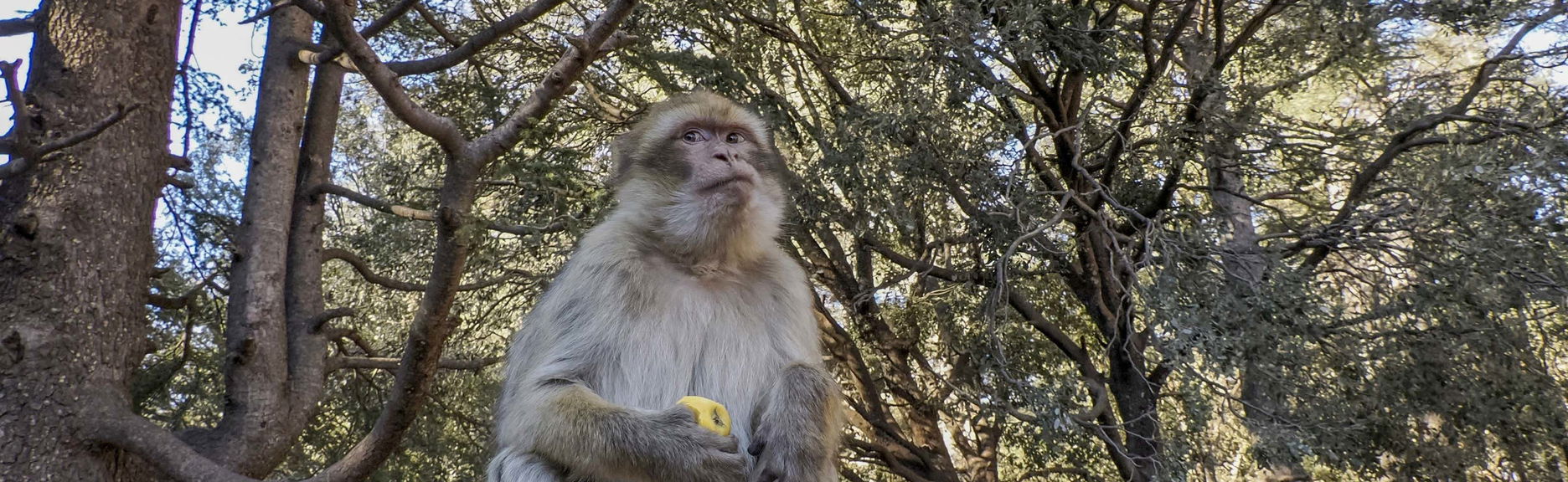 Excursión privada a Sefrou, Bhalil, Ifrane y Azrou