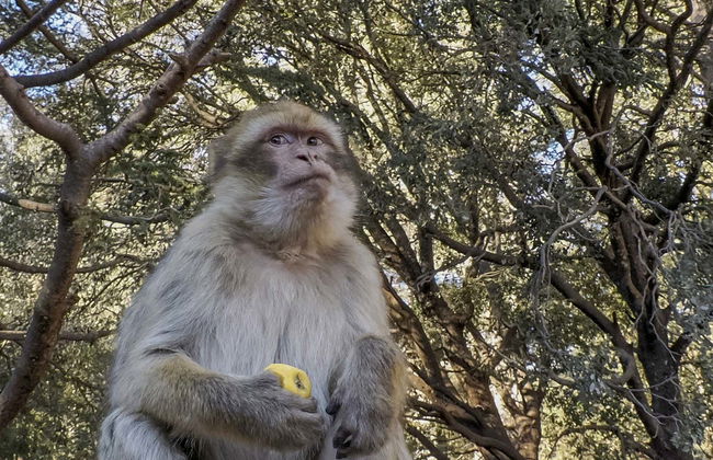 Excursion privée à Séfrou, Bhalil, Ifrane et Azrou - Photo 5