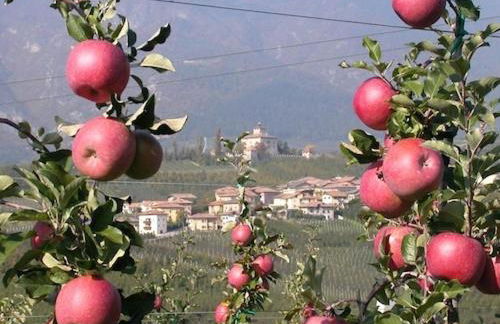 Agritur Al Paradis - Appartamenti - Foto 27