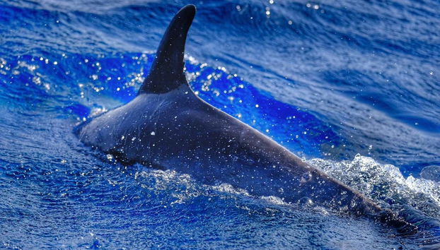 Contemplando la fauna marina