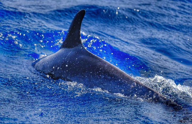 Fuerteventura Dolphin & Whale Watching by Speedboat + Snorkel - Foto 4