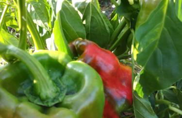 Agriturismo Carrucana - Foto 52