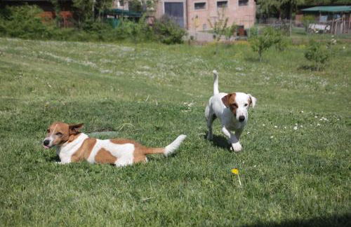 Fattoria Belvedere - Foto 31