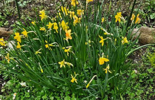 Gli Orti di Mulina le Apuane con parcheggio privato e WiFi - Foto 39