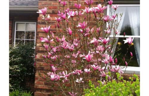 Brenda Lee History 2BR Villa Pool Hot Tub - Photo 68