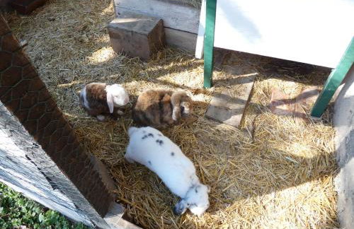 Villa Rosencottage by Interhome - Foto 36