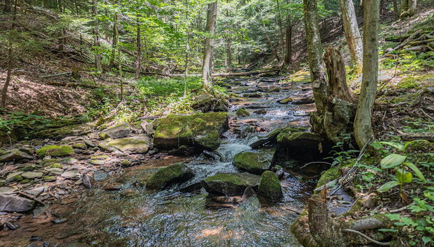 Bearbnb by Taylor Made Deep Creek - Foto 2, Servicios del alojamiento