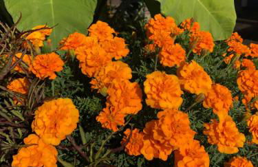 A Casa da Minha Mãe - Photo 50