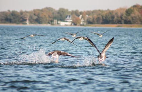 Nice Home In Rechlin With Sauna - Photo 22