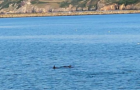 Seasidesteps - Photo 23