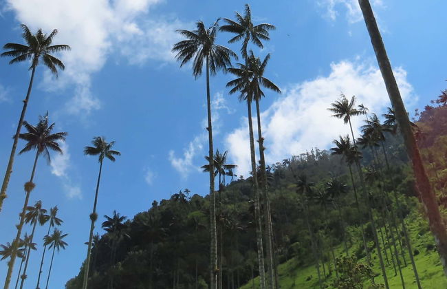 Visite de Salento et de la vallée de Cocora - Photo 9