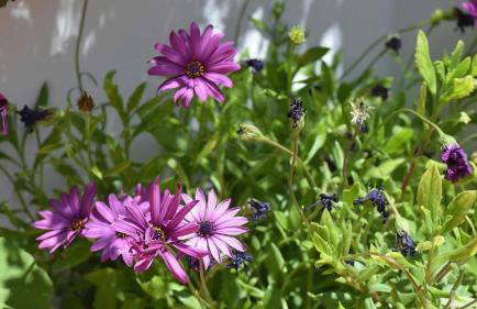 Villa Maro Casitas Select - Foto 33