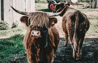 Idyllisches Apartment mit exklusivem Whirlpool - Foto 36