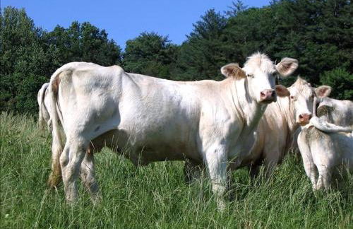 Lovely Cottage on Farm near Shenandoah National Park, Virginia - Foto 22
