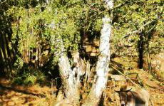 Pension Kroppental - Foto 5