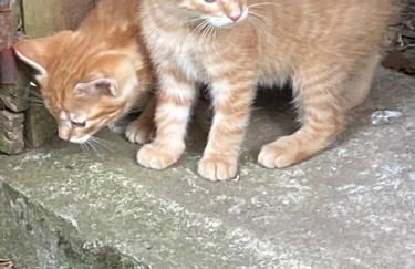Ferienwohnung auf einem Resthof zentral gelegen mit viel Natur und Tieren - Foto 25