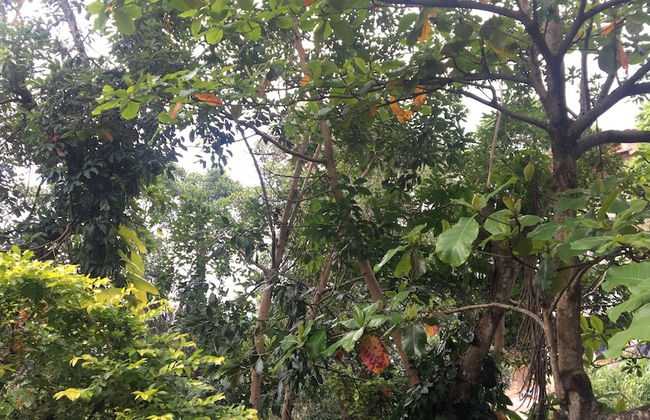 Kandy Shady Trees Villa - Foto 26