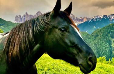 Oberprantschöllhof - Horse Mountain Stable - Foto 38