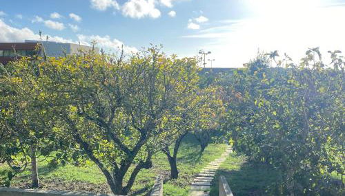 House of green leaves - Foto 3