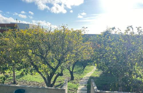 House of green leaves - Foto 3