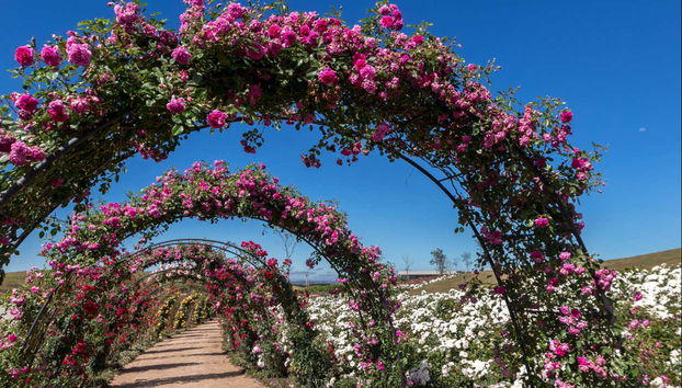 Stroll among the flowers in Mátria