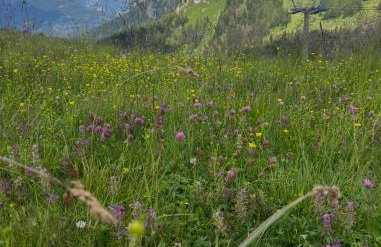Al Pomer Dolomites Lodges Val di Zoldo - Foto 19