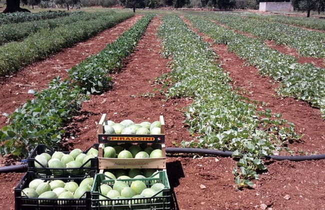 Masseria San Martino - Foto 42