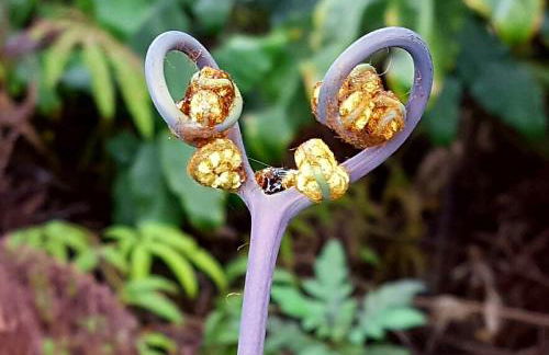 Ferns & Frogs Forest Hale 3 Bedroom Home by RedAwning - Foto 74