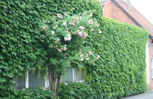 Ferienwohnung Weingut Kost - Foto 34