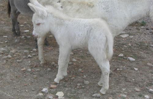 Casa Mariuccia - Foto 57