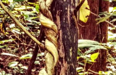 Secluded Watertree Tiny House near Old Hickory Lake – Private Deck, Trails & Breakfast - Foto 62