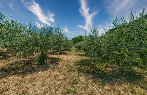 L'aia dì Trippa all'Aria Mugello - Photo 27