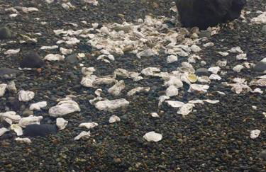 Brinnon Retreat - Foto 17