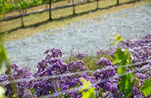 Casita Vino Dog-Friendly Vineyard Retreat & Stay - Photo 15