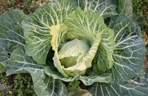 Quinta das Aveleiras - Foto 11