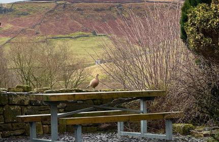 Craven Garth Cottages - Foto 10