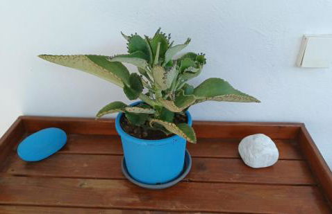 Island house in Elika - Marathias - Foto 7