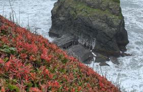 Rock Rose Cottage - Foto 27