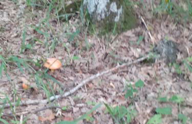 B&B e Case Vacanze Belvedere - Foto 6