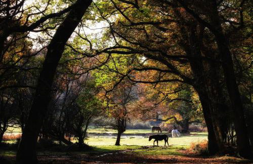 Haven Hideaway Beautiful Lymington Studio Apartment with Garden near The New Forest - Foto 23