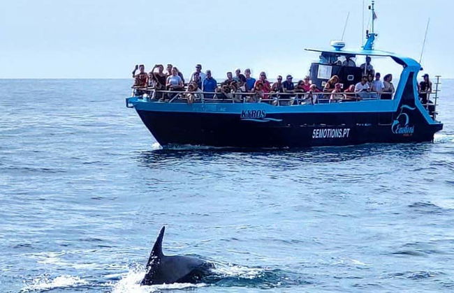 Barco por las cuevas de Benagil + Avistamiento de delfines - Foto 1