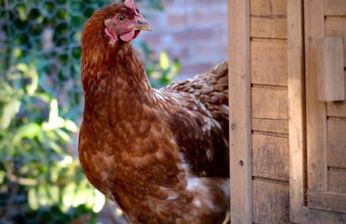 The Nutbourne Hut - shepherd's hut - pint-sized luxury - Foto 10