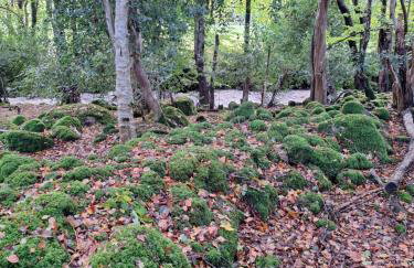 Ryan's Cottage - Photo 74