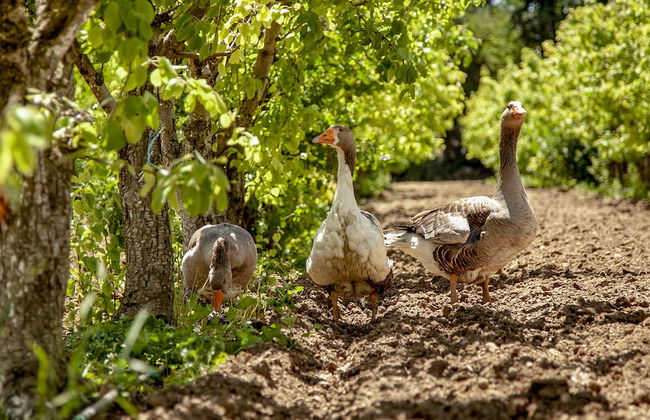 Dar Ichkeul - Foto 31