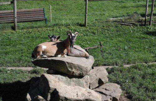 Ferienwohnungen Maierhof Oberried - Foto 66