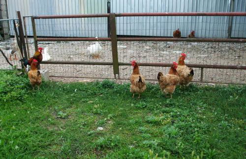 Agriturismo Nuvolino - Foto 31