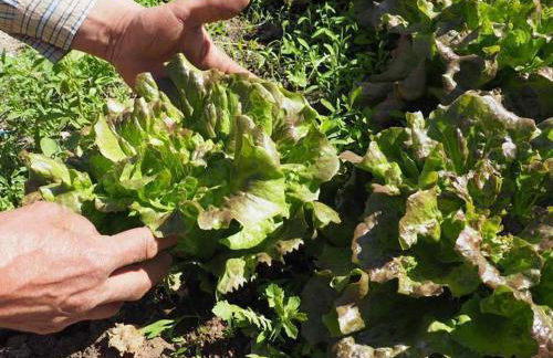 L'Era de Cal Roger - Foto 135