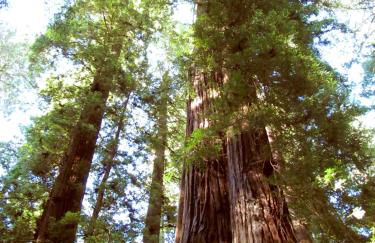 Amazing Oceanview 2 bedroom Oceanfront! by OceanviewHotTubs Shelter Cove, CA Tesla EV Station - Foto 45