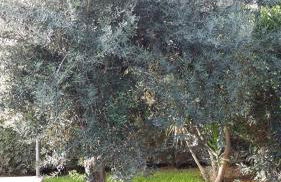 Villa NinniTina - Foto 30