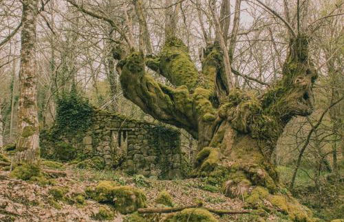 Casiñas do Sil - Foto 41